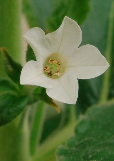 Nicotiana Benthaniama