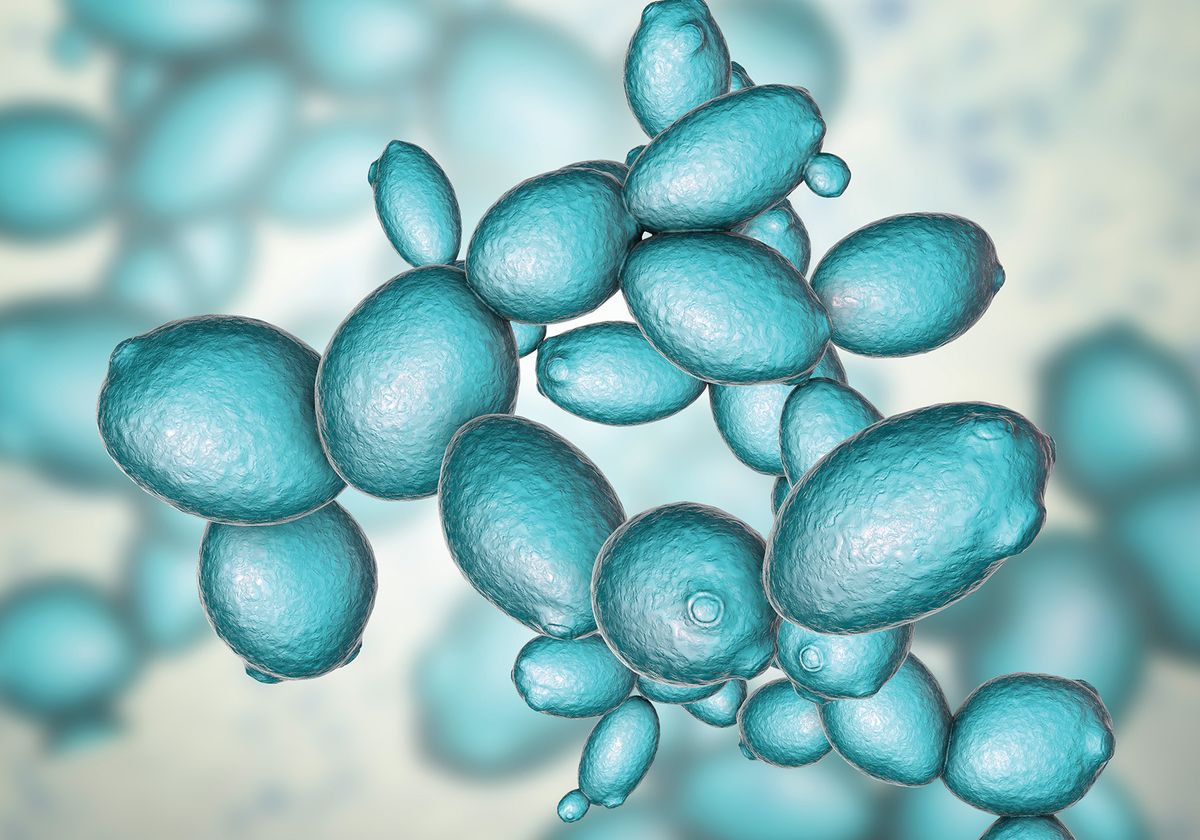 Saccharomyces cerevisiae