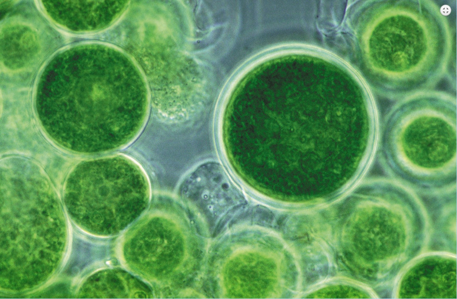 Chlorella emersonii